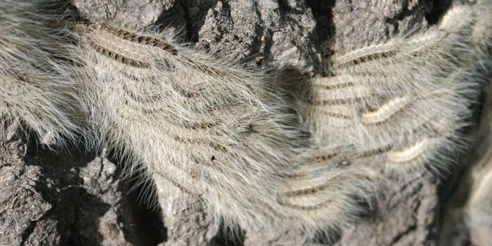 Eichenprozessionsspinner