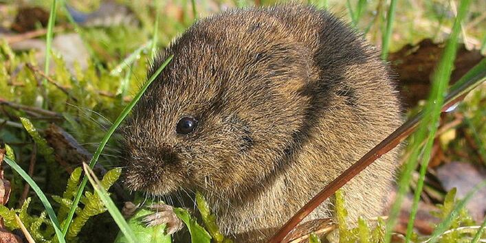 Feldmaus in der Natur