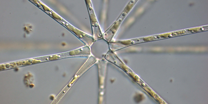 Mikroskopaufname vom Schwebesternchen