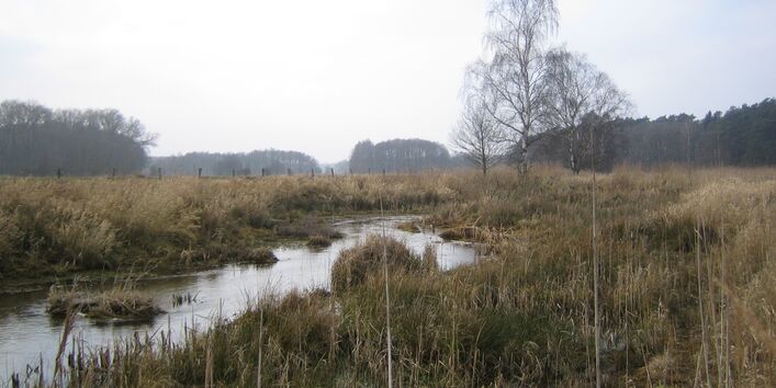 Die Nebel verläuft durch die neu gestaltete Landschaft. Im Gewässer liegen Störelemente in Form von Steinen und Vegetation. Entlang der Ufer hat sich eine dichte Vegetation aus Büschen, Gräsern und jungen Gehölzen entwickelt