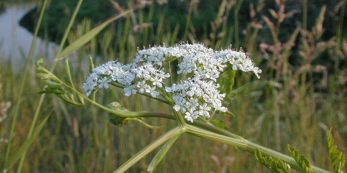 Foto vom Schierlingswasserfenchel
