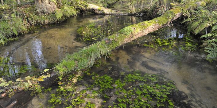 Der Fluss Nieplitz