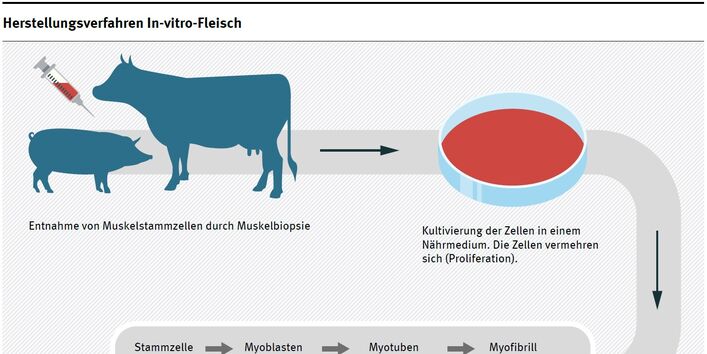 Diagramm Herstellungsverfahren In-vitro-Fleisch