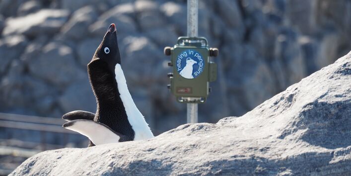 Ein Pinguin vor einem Messgerät.