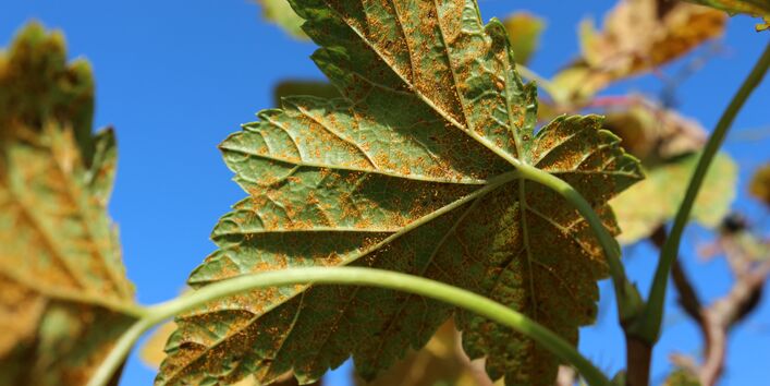 Unterseite eines mit Säulenrost befallenen Johannisbeerblatts.