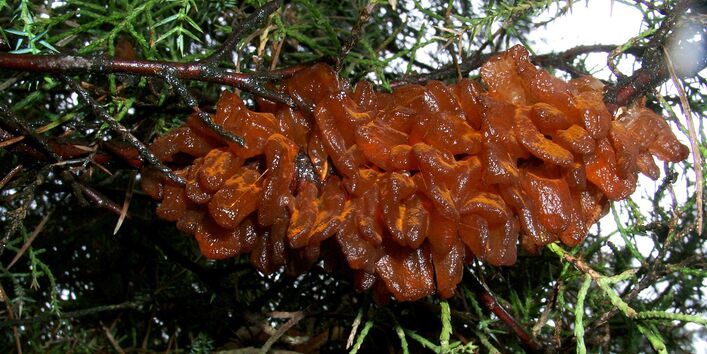 Aufgequollene Sporenlager an Wacholder.