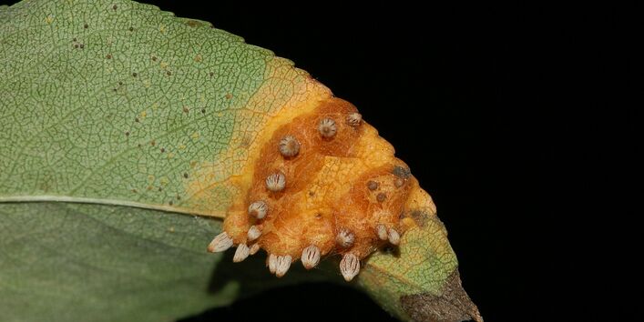 Unterseite eines Birnenblatts mit gitterförmigen Sporenlagern.