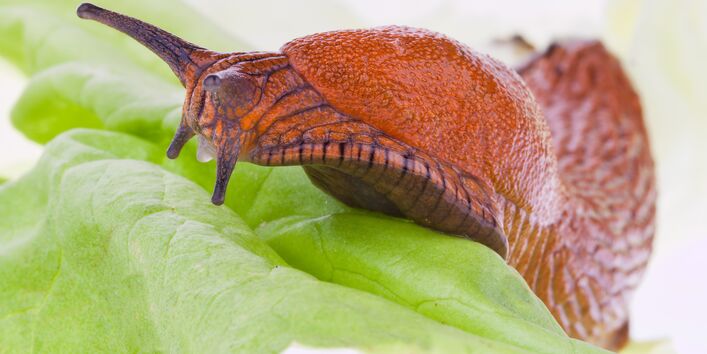 Spanische Wegschnecke auf einem Salatblatt.