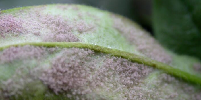 Blattunterseite mit Falschem Mehltau