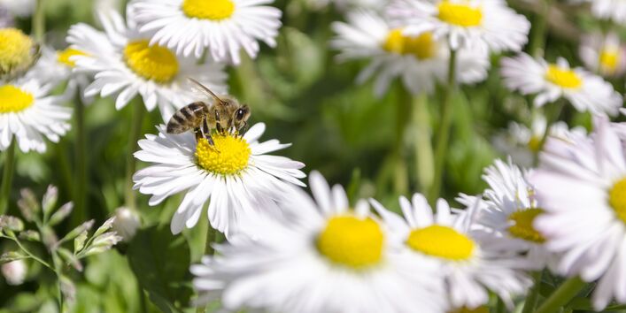 Gänseblümchen mit Biene