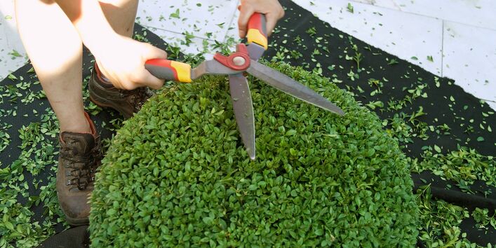 Aufwändig in Form geschnittener Buchs