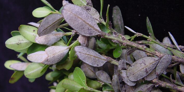 Weißer Sporenrasen von Cylindrocladium buxicola auf der Unterseites eines Buchsblattes.