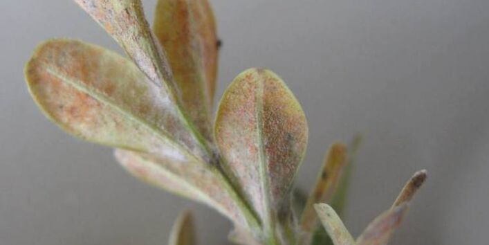 Hellrosafarbene Sporenlager von Volutella buxi auf der Unterseite eines Buchsblattes.