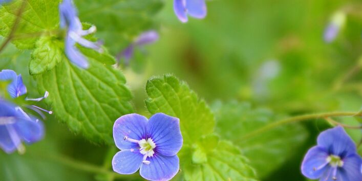 Gamander-Ehrenpreis (Veronica chamaedrys)