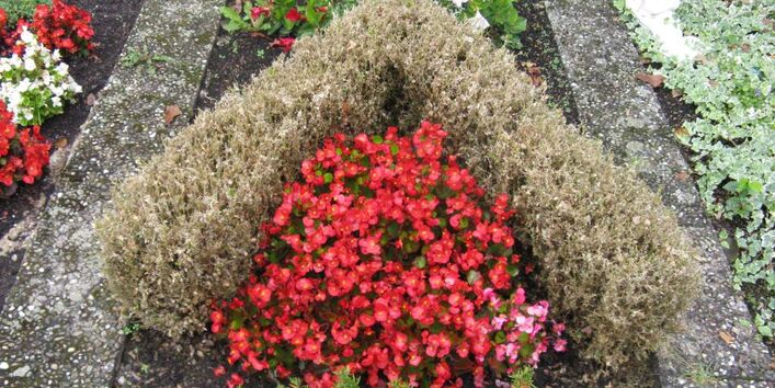 Kahlfraß, verursacht durch den Buchsbaumzünsler.