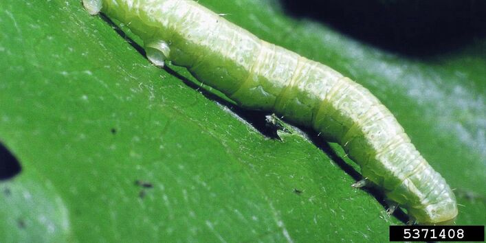 Nahaufnahme einer grünen Raupe auf einem Blatt