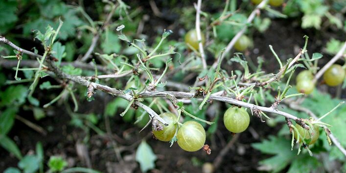 Kahlfraß durch die Larven der Gelben und der Kleinen Stachelbeerblattwespe