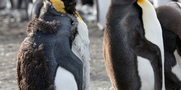 Ein Jungtier und ein ausgewachsener Königspinguine in der Subantarktis