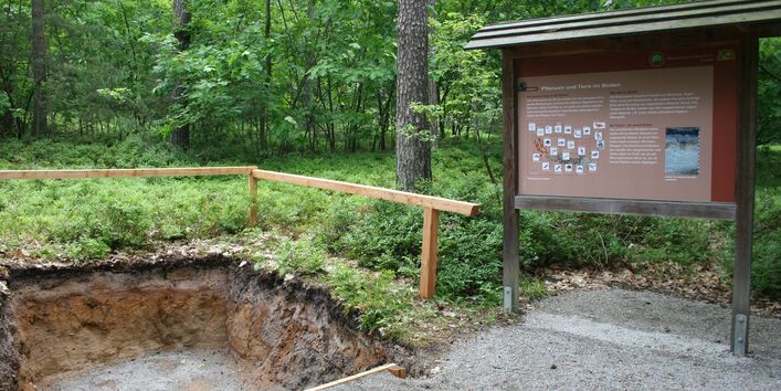 Blick in den Reichswald