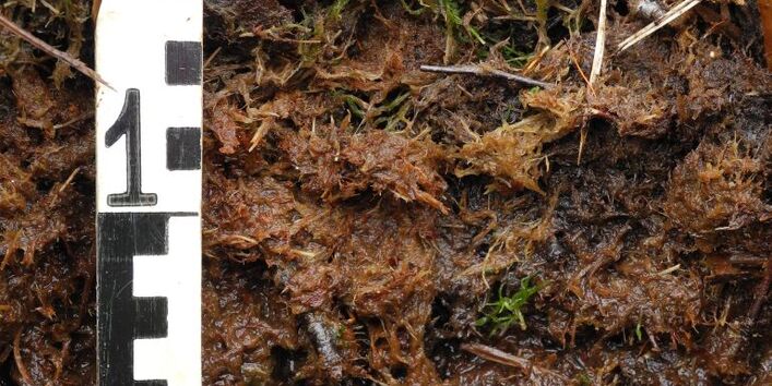 basenarmes Niedermoor