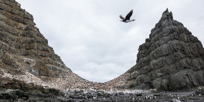 Steile felsige Insel mit brütenden Pinguinen und einem vorbeifliegenden Kormoran.