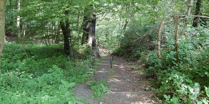 Buchenwald am Kaisberg