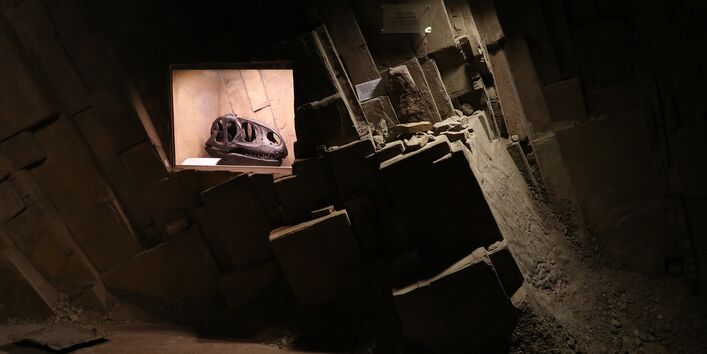 Dauerausstellung "TERRA.vita", Schädel eines Dinosauriers