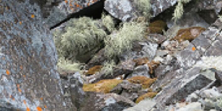 Die Vielzahl und Schönheit an Flechten in der Antarktis ist erstaunlich.