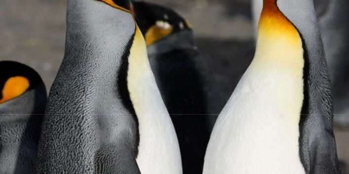 Königspinguine beim Balztanz