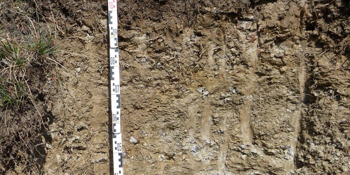 Das Bodenprofil am Standort Homburg, Typ Rendzina