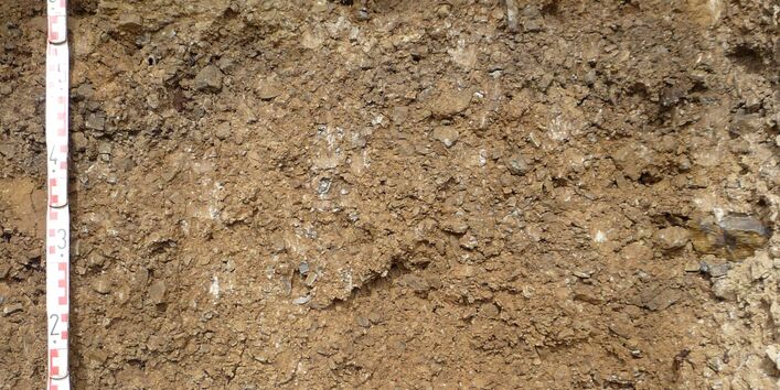 Das Bodenprofil am Standort Retzstadt, Typ Muschelkalk (vorwiegend Kalkstein z.T. dolomitisch)