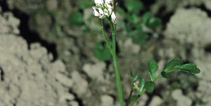 Behaartes Schaumkraut