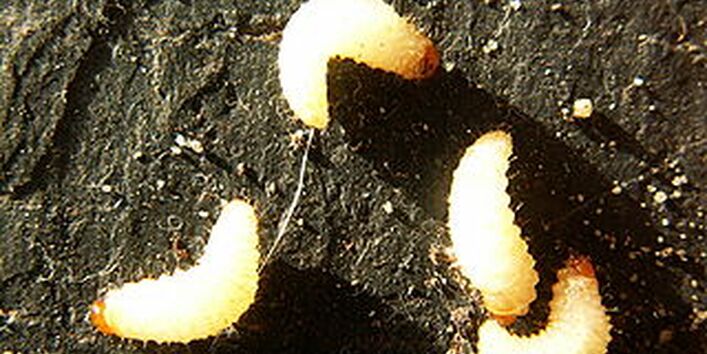 Dickmaulrüssler Larven