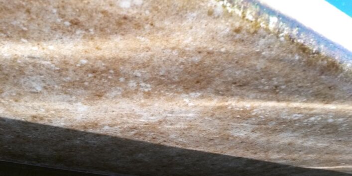 Bremen-Hasenbüren, Schwertzugvogel Hanseatenstern 2016, Biofilm nach der Fahrt