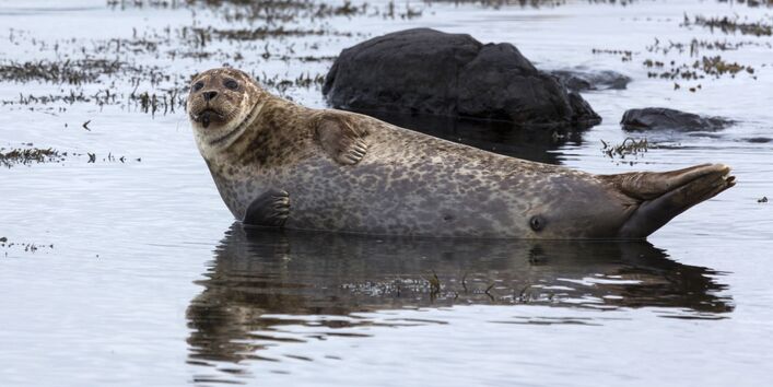 Seehund