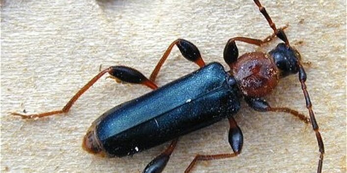 Variabler Schönbock