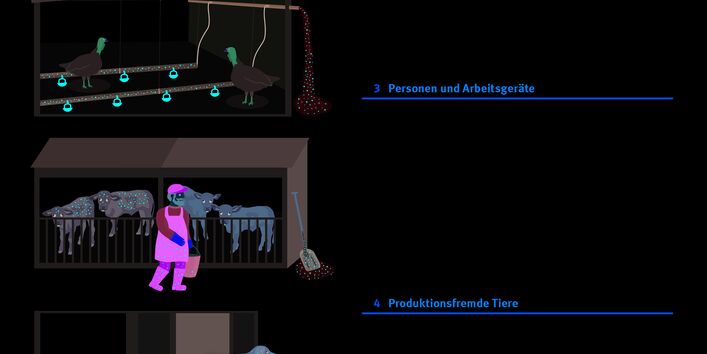 Illustrierende Zeichnung von fünf Verschleppungsprozessen von Tierarzneimitteln im Stall. Text der Grafik: Sorgfalt und Hygiene helfen, den direkten Eintrag von Tierarzneimitteln in die Umwelt zu minimieren. Verschleppungen von Tierarzneimitteln sind eine unnötige Verschwendung, können die Gesundheit von Anwendern gefährden und sind ohne therapeutischen Nutzen für die Tiere. Verschleppungen von Antibiotika können zur Bildung von Resistenzen bei Mensch, Tier und in der Umwelt beitragen. 1. Stallluft: Beim Mi