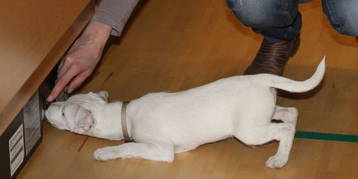 Ein Hund schnuppert an einer Sockelleiste.