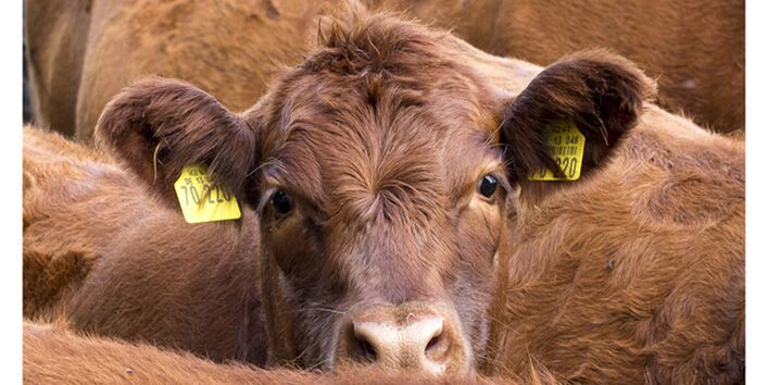 Cover von "Anpassung an den Klimawandel: Landwirtschaft"; Titelfoto: Ein Rind steht zwischen anderen Rinder auf einer Weide