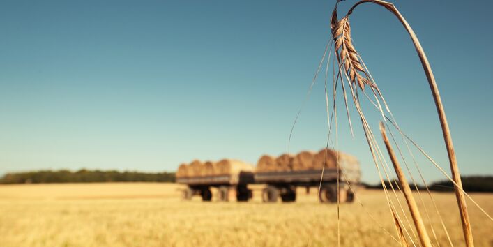 Field with farming tailer - a single spike in the foreground