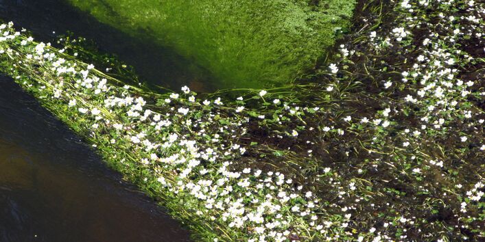 flutender Hahnenfuss