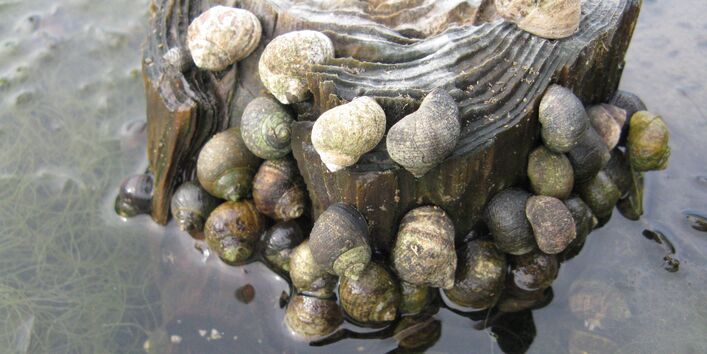 Strandschnecken an einem Pfahl im Wasser
