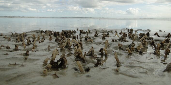 Bäumchenröhrenwürmer