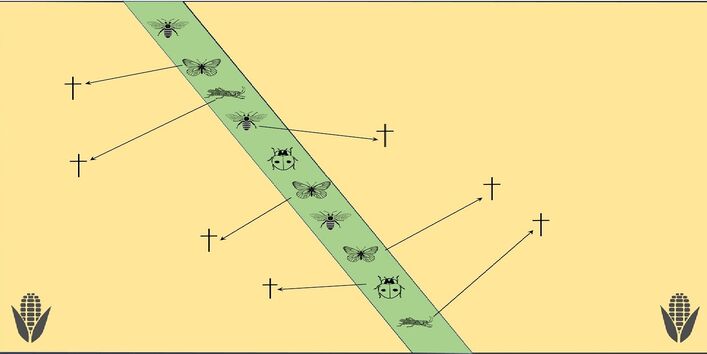 Das Bild zeigt, wie Insekten von schmalen Randstreifen auf Äcker einwandern und dann sterben.