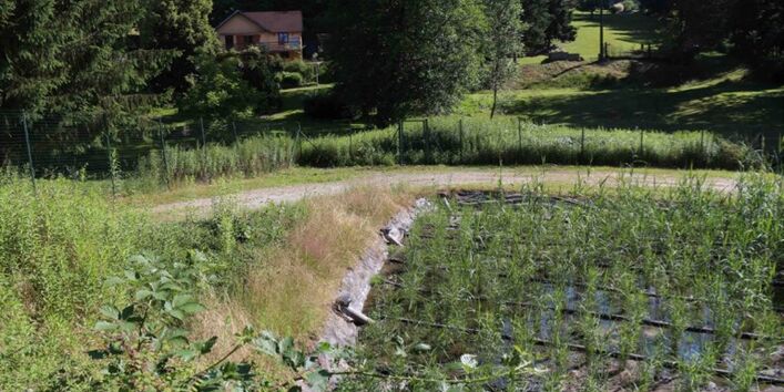 There is an exemplary constructed wetland: a field of plants in water. Behind is a house and trees.