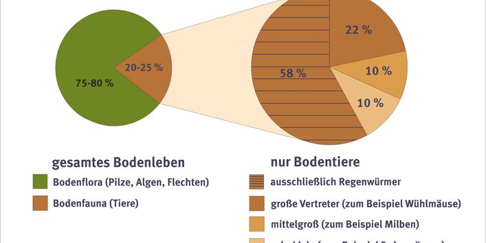 Anteil der Bodenlebewesen gemessen am Gewicht