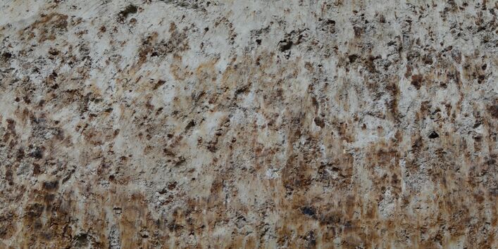 Ein Profilfoto von einem Pseudogley