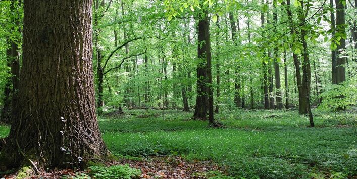 Ein Stieleichen-Hainbuchenwald.