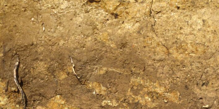 The profile of a vineyard soil - here the motive of the soil of the year