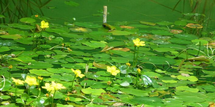 yellow-flowered swimming sheet plant in a body of water